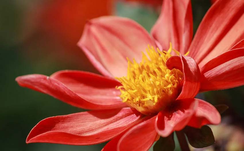 1648734771302867.jpg 关于花卉植物的另类拍摄小技巧